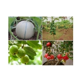 combo of 4 guava muskmelon pomegranate papaya 50 seeds each 200+seeds