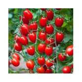 Hybrid Cherry Tomato Organic seed  - 50