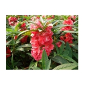 homeagro - Balsam Mixed Flower ( 20 Seeds )