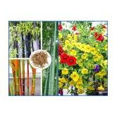 Homeagro Seeds Combo - Bamboo Plant ( 20 Seeds ) and petunia flower mix ( 50 seed)