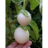 BRINJAL white Seeds (50 Seeds)