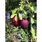 Austrelian Red Lime Fruit Plant