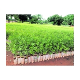 Recron Seeds - Sandalwood Plant ( 10 Seeds )