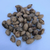 Areca Palm Seeds | Plant Seeds