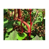 homeagro - Lady Finger Vegetable ( 50 Seeds )