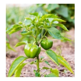 Green capsicum hybrid vegetable seeds (50 seeds)