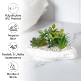 Anko Succulents in Bowl Planter for Indoor Use, Home Office, Garden, Balcony, Coastal Decor, Green & White, 19cm L x 11cm H x 10.5cm W-Anko Succulents in Bowl | Indoor Planter | Home, Office, Gar