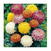 homeagro - Indian Chrysanthemum Mixed Flower ( 50 Seeds )