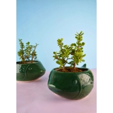 Green Catfish Planter