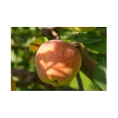 Apple Seeds - 10 Seeds Pack