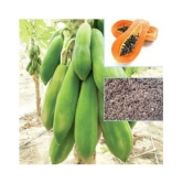 PAPAYA SEEDS- RED LADY HYBRID -100 SEEDS-