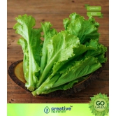 Vegetable Seeds Organic Lettuce Seeds For Gardening Seeds - Lettuce Green â??Seeds Seeds For Gardening Home Garden Seeds