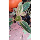 Aglaonema Pink Lipstick