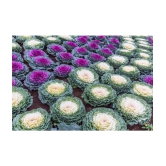 GARDEN ORNAMENTAL CABBAGE KALE FLOWER SEEDS - PACK OF 30 SEEDS