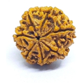 DvR ClicK - 7 Mukhi Rudraksha Bead ( Pack of 1 )