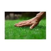 Italian RyeGrass F1 Hybrid Pack Of 500