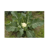 Cauliflower Desi Seeds Phool Gobhee Phool Gobhi Vegetables 100 Seeds (Nod)