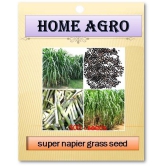 HN organic seed - Grass Seeds ( 500 )