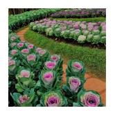 GARDEN ORNAMENTAL CABBAGE KALE FLOWER SEEDS - PACK OF 30 SEEDS