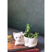 Cat Succulent Planter