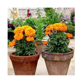 MS. Marigold Seeds MIX 30 seeds