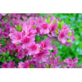 Azalea Flowers Plant For Gardening