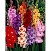 Gladiolus/Sword Lily bio-colour Imported Flower Bulbs - Pack of 3 Bulbs Seed (3 per packet)