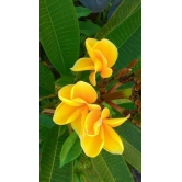 Plumeria Flowers Plant(Yellow)For Gardening