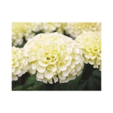 AGREY FRENCH WHITE MARIGOLD 30 SEEDS ( PACK OF 2)