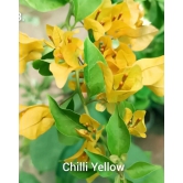 Chili yellow bougainvillea flowers plant