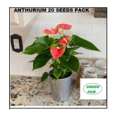 ANTHURIUM RED COLOR ORNAMENTAL FLOWER AIRPURIFYING INDOOR OUTDOOR PLANT 20 SEEDS PACK WITH FREE COCOPEAT POTTING SOIL AND USER MANUAL COMBO PACK FOR HOME AND TERRACE GARDENING USE LOW PRICE