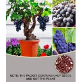 Grape Seeds Fruit Plant Seeds For Home Garden Kitchen Garden Fruit - 20 seed