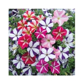 Petunia Ultra Star Variety Flower Seeds,Rarest Variety - Garden Flower Seeds Pack of 50+ seeds