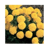 KANISHQ SEEDS YELLOW MARIGOLD FLOWER SEEDS-50 SEEDS