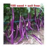 Brinjal Vegetable Seeds | Pack of 100 Seeds