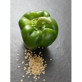 Green capsicum hybrid vegetable seeds (50 seeds)