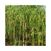 Hybrid PKM 1 Drumstick/Sajna - Moringa Oleifera Pack of 15 Seeds