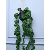 Green Hanging Planter - Cylindrical Shape