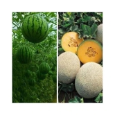 Joycity Fruit Seeds Combo- Watermelon And Musk Melon Organic Fruit Seeds (100 + Seeds)