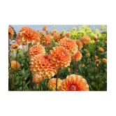 HN organic seed - Dahlia Mixed Flower ( 25 Seeds )