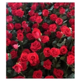 CLASSIC GREEN EARTH - Tube Rose Flower ( 60 Seeds )