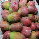 Gulab Khas Mango Plant (Grafted)