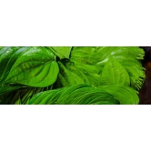 Betel Leaf 10 pcs