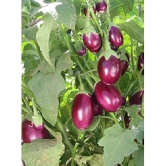 BRINJAL Gulabi SEEDS -Baingan Bataun -Desi Seeds Vegetables