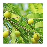 Amla Fruit Plant Seeds pack of 30