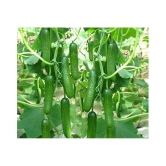 CUCUMBER KHIRA 30 SEEDS PACK AND SOWING MANUAL