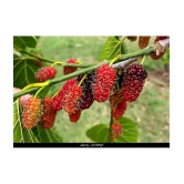 Mulberry Sahtoot 100 seeds pack with  100 gm cocopeat and user manual