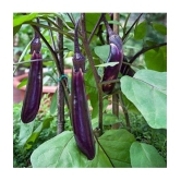 CLASSIC GREEN EARTH - Brinjal Vegetable ( 100 Seeds )