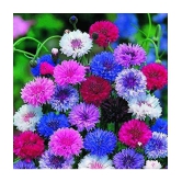 corn flower mix type 30 ageratum flower seeds pack with free cocopeat and user manual