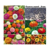 Zinnia Mix Flower seeds - 25 Seeds + Guava seed free ( 10 seed )